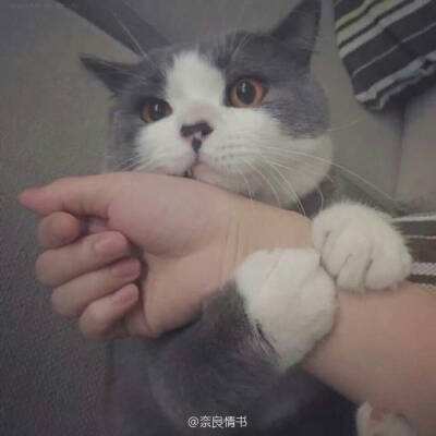 斗鱼剑动三生手游下载